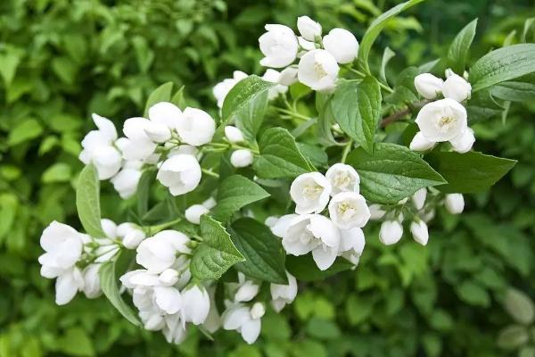 茉莉花什么时候开 茉莉花花期是几月