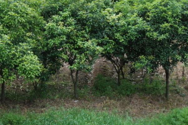 桂花树什么时候移栽 桂花树移植怎保成活