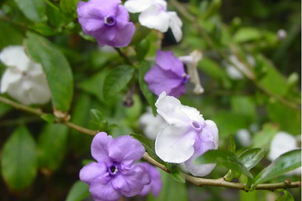 双色茉莉和茉莉花的区别是什么 双色茉莉怎么施肥