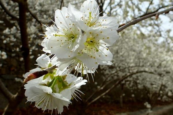 樱花和樱桃的区别是什么 樱花的品种