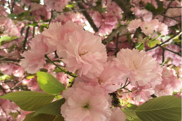 樱花和樱桃的区别是什么 樱花的品种