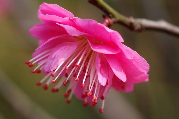 描写赞美梅花的句子有哪些 梅花像什么