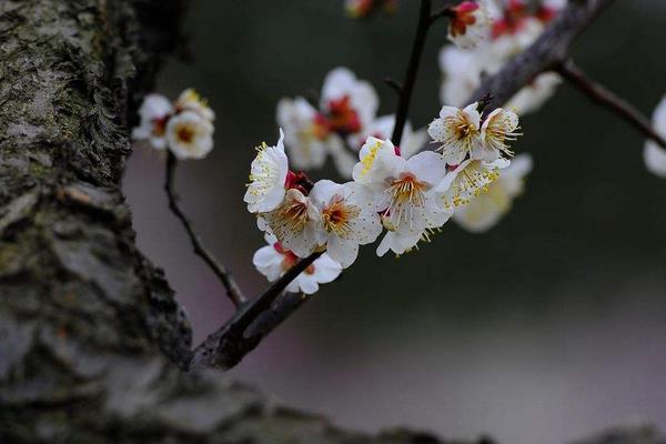 描写赞美梅花的句子有哪些 梅花像什么