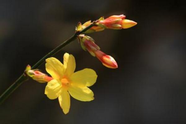 迎春花什么时候开 迎春花花期是几月