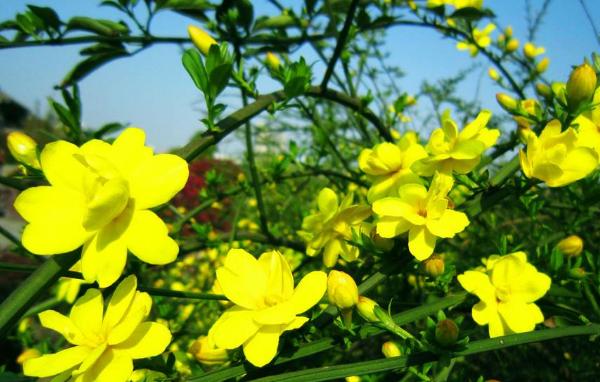 迎春花什么时候开 迎春花花期是几月