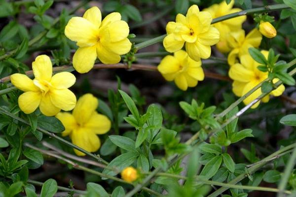 迎春花怎么浇水（多久浇一次） 迎春花叶子发黄怎么办