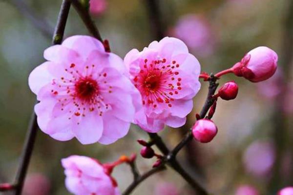 梅花和腊梅的区别是什么 梅花的品种