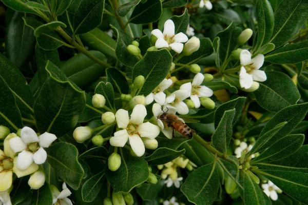 米兰花什么时候开花（什么季节、几月）