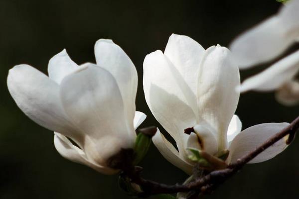 玉兰花与辛夷花的区别是什么 玉兰花品种