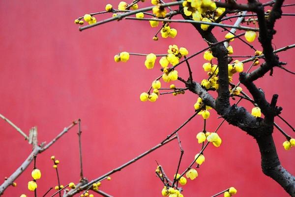 腊梅花什么时候开 腊梅花期是几月