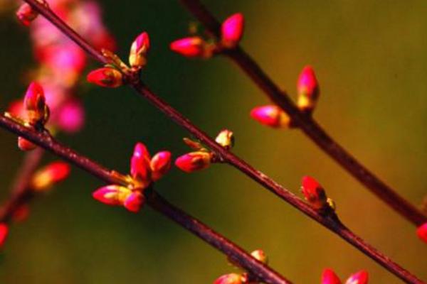 梅花什么时候开 梅花花期是几月