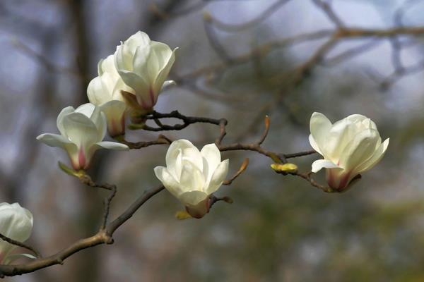 栀子花和白玉兰的区别是什么 栀子花的品种