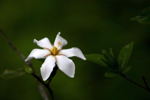 栀子花有哪些颜色 栀子花有哪些品种