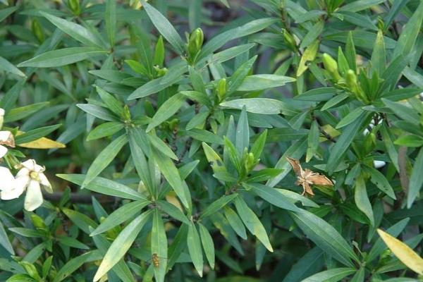 栀子花有哪些颜色 栀子花有哪些品种