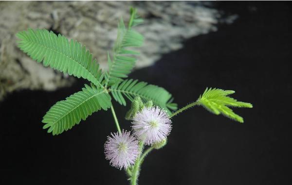 花叶万年青有毒吗 花叶万年青能放在室内卧室吗