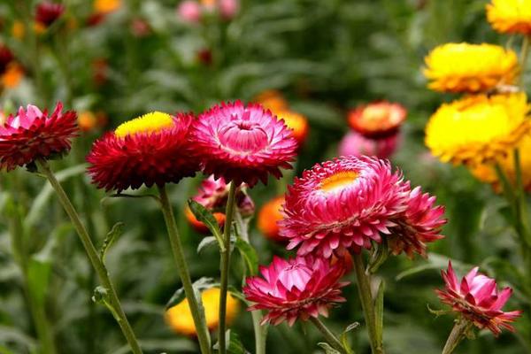 麦秆菊什么时候开花 麦秆菊花期是几月