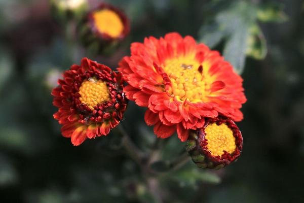 麦秆菊什么时候开花 麦秆菊花期是几月