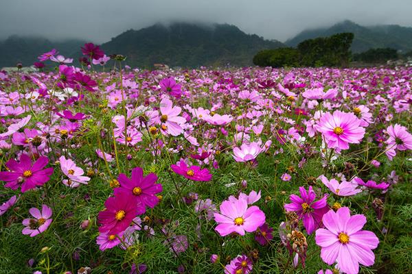 波斯菊有毒吗 波斯菊能放在家庭卧室吗