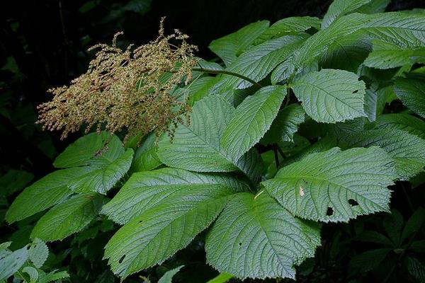 虎耳草有毒吗 虎耳草能在家庭室内养吗