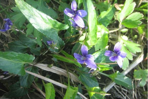 地丁和紫花地丁一样吗 苦地丁和紫花地丁有什么区别