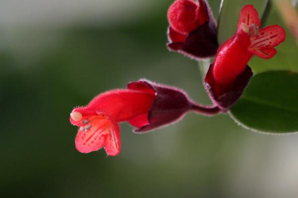 鲸鱼花和口红花的区别是什么 鲸鱼花什么时候开花