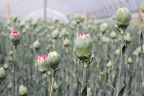 康乃馨什么时候开花（几月） 康乃馨花期是什么时候