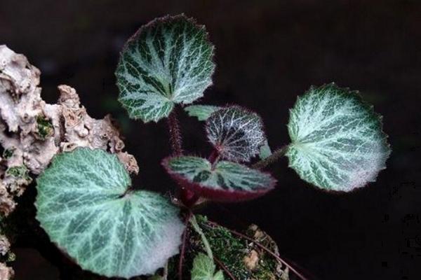 虎耳草治荨麻疹吗 虎耳草治中耳炎吗