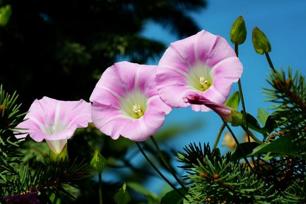 牵牛花像什么（比喻句） 牵牛花形态特征