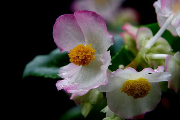 四季海棠什么时候开花(几月、开多久) 四季海棠掉花怎们办