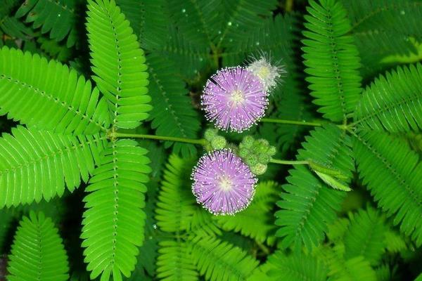 含羞草开花吗 含羞草什么季节开花（几月）