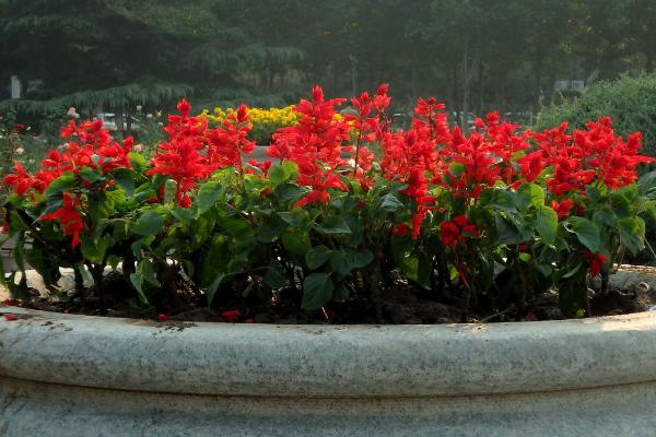 一串红什么季节开花 一串红什么时候种