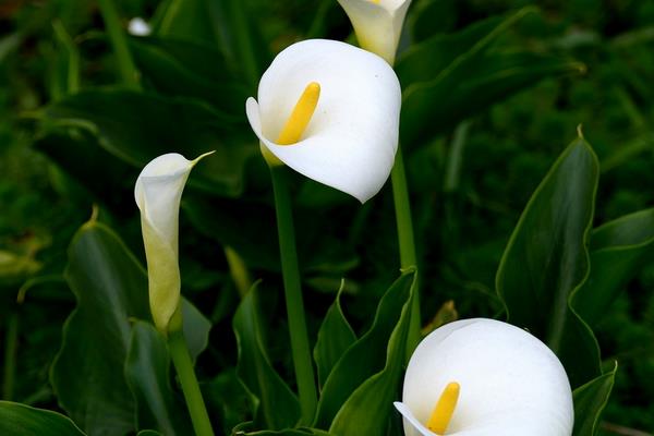 马蹄莲、白掌、海芋花的区别是什么 马蹄莲养殖注意事项