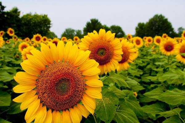 向日葵、非洲菊、太阳花的区别是什么 向日葵的品种