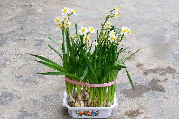 水仙花夏天怎么养 水仙花栽培技术