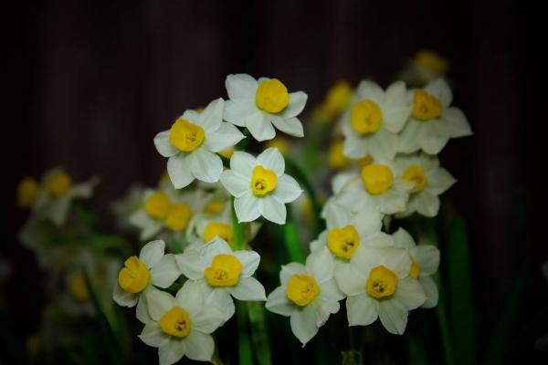 水仙花夏天怎么养 水仙花栽培技术