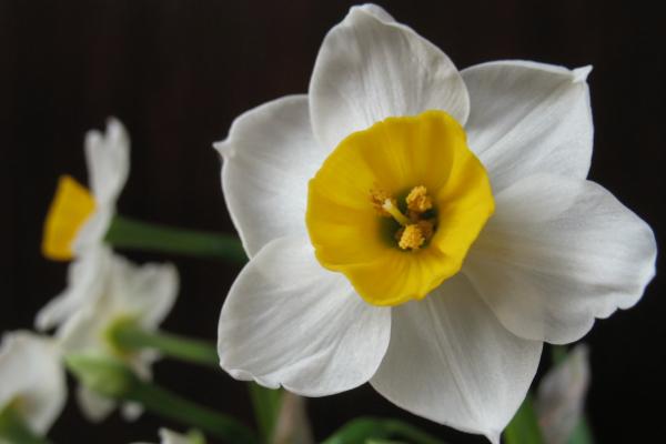 水仙花的花语是什么 水仙花的寓意