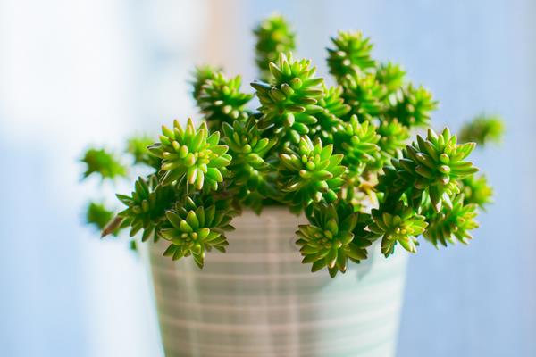 白花小松开花吗（什么时候开花） 白花小松繁殖法