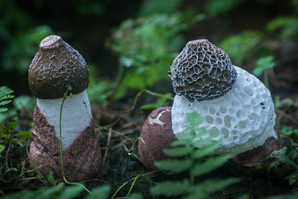 竹荪发黄还能吃吗 竹荪有毒吗