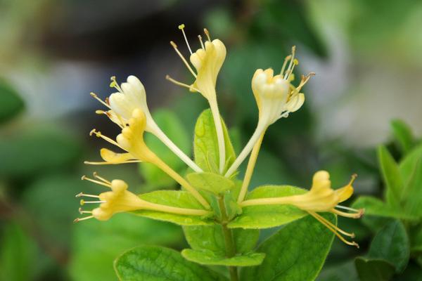 川银花和金银花一样吗 川银花的选购技巧