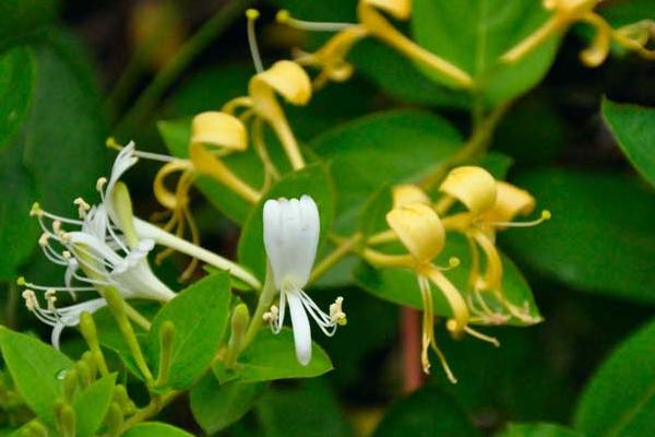 川银花和金银花一样吗 川银花的选购技巧