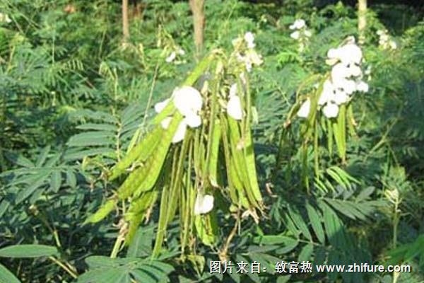 山毛豆的用途是什么