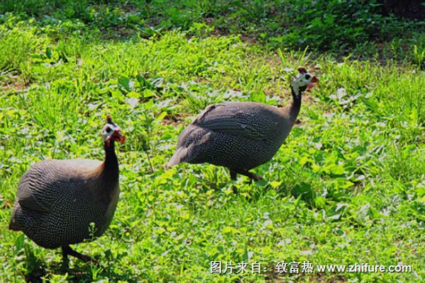 珍珠鸡会飞吗