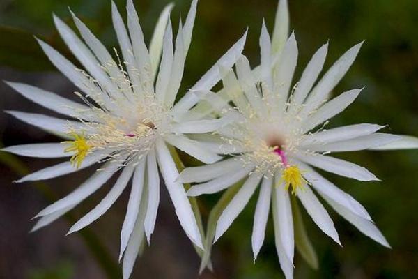 昙花繁殖方法 昙花品种大全