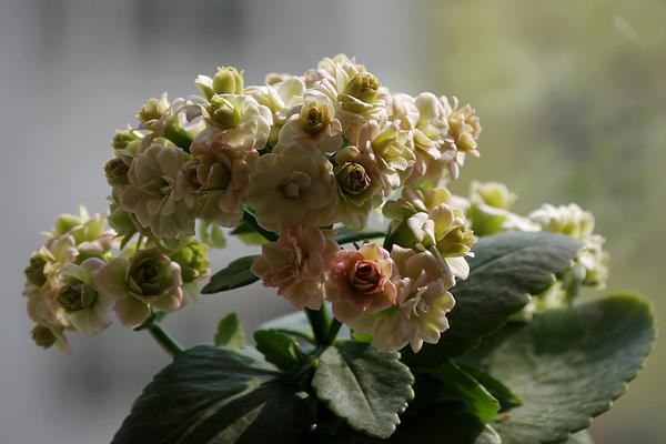 长寿花图片大全 长寿花有哪些品种