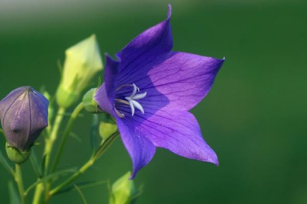 桔梗花的花语 桔梗花怎么养