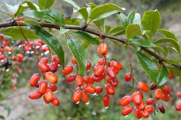 山茱萸图片大全 山茱萸简介 山茱萸有什么作用