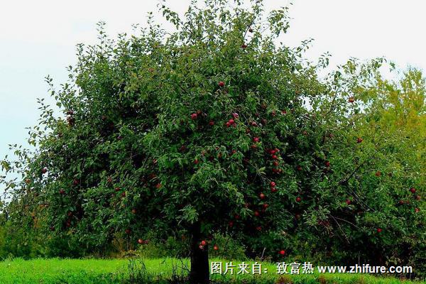 苹果树图片大全