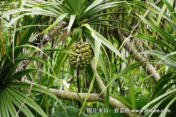 菠萝树寄生的功效与作用及禁忌