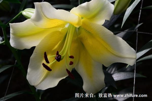 百合花简笔画怎么画（图解步骤）