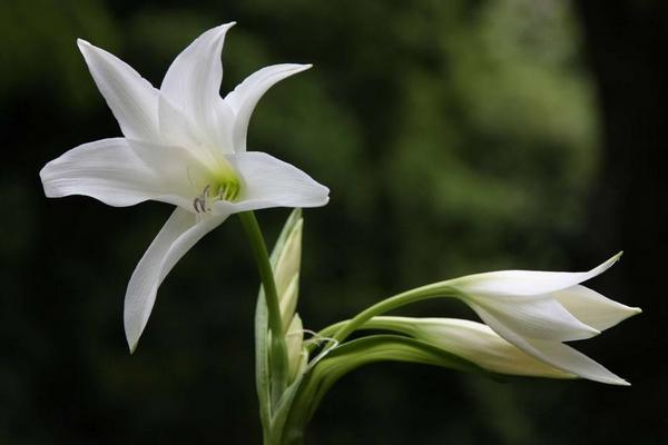 百合花图片大全